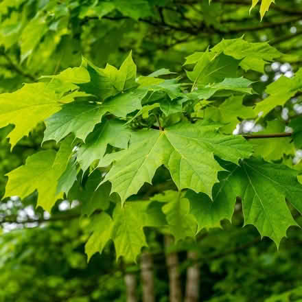 Photo of free Baby Rowan n Maple trees, Rosemaries, Blue Alkanets (Gilmerton EH17) #2