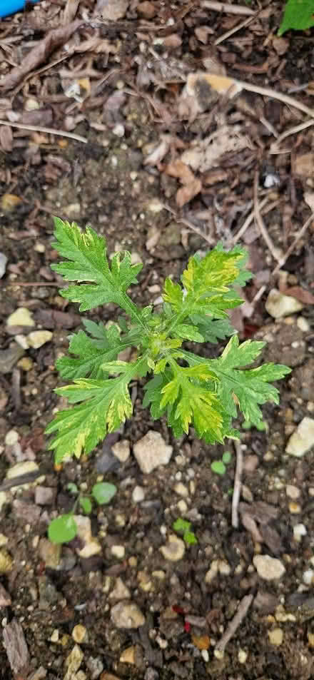 Photo of free Surplus plants (cultivated & wild) including herbs (Shoreham-by-Sea BN43) #1