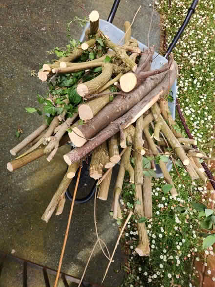 Photo of free Barrow of wood (philadelphus) for woodburner (Radbrook Green SY3) #1