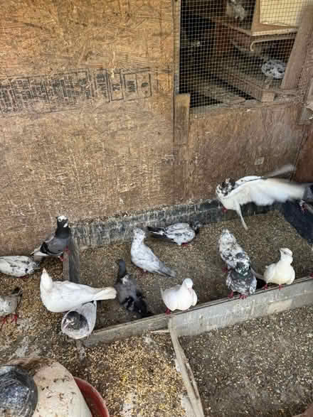 Photo of free Pigeons (Pakistani) (Bowie) #4