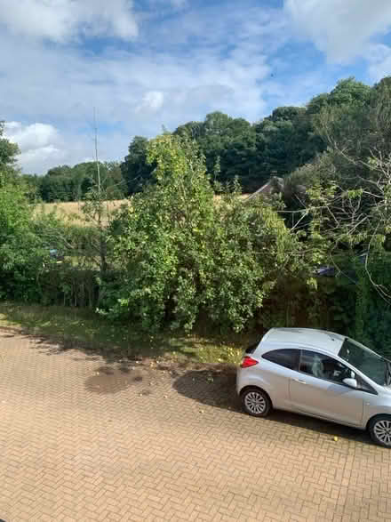 Photo of free Apples ready to fall (Woburn MK17) #1