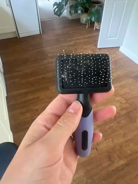 Photo of free Small animal fur brush (Stanway, CO3) #1
