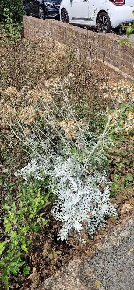 Photo of free Surplus plants (cultivated & wild) including herbs (Shoreham-by-Sea BN43) #2