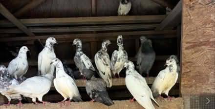 Photo of free Pigeons (Pakistani) (Bowie) #1