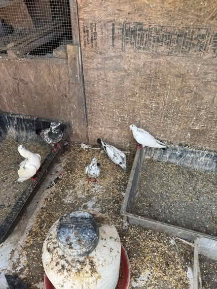 Photo of free Pigeons (Pakistani) (Bowie) #2