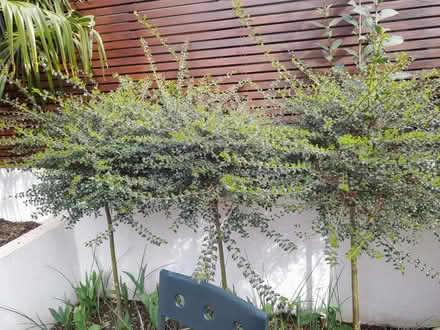 Photo of free Lonicera nitida standard trees (Wimbledon Village SW19) #1