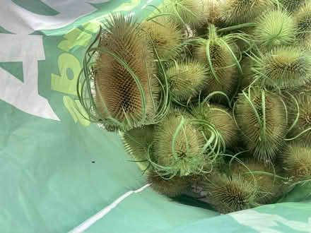 Photo of free 2 bags of wild teasel heads (Bonnyrigg) #2