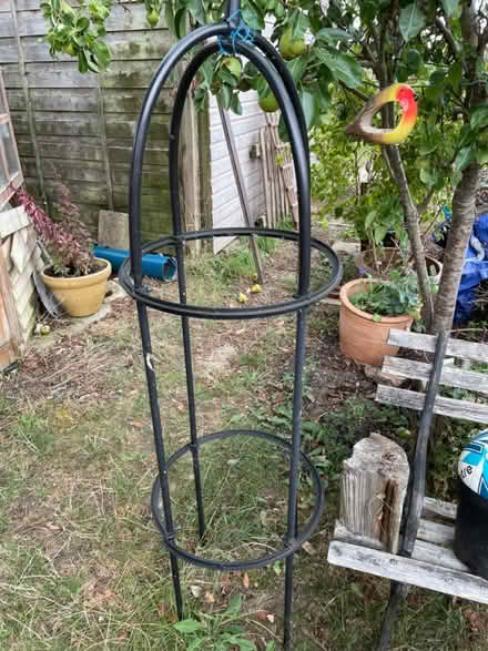 Photo of free Plant climber (Clapham, Bedford) #1