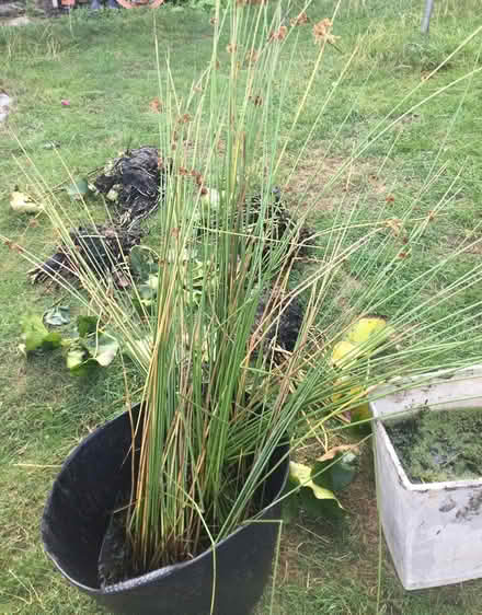 Photo of free Pond plants (Wickford, Essex SS11) #1