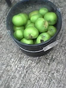 Photo of free Cooking Apples (OX11 Harwell) #1