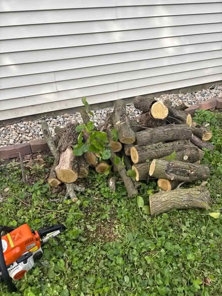 Photo of free Mulberry tree fire wood (Castleton) #1