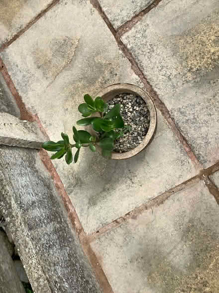 Photo of free Indoor plants (CH62) #4