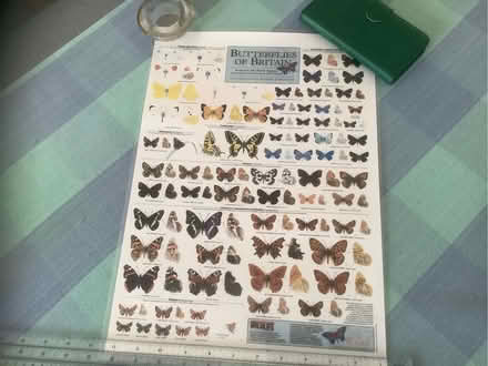 Photo of free Wildlife posters (Swanley BR8) #1