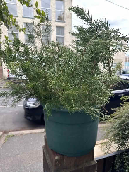 Photo of free Rosemary cuttings (Folkestone CT19) #1