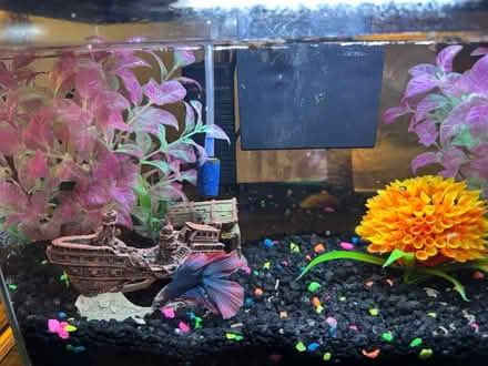 Photo of free 3 gal aquarium with Beta fish (Orchard and Prairie, Aurora) #2
