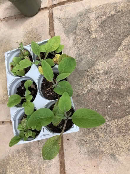 Photo of free Indoor plants (CH62) #2