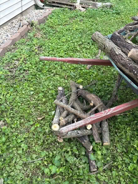 Photo of free Mulberry tree fire wood (Castleton) #3