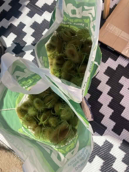 Photo of free 2 bags of wild teasel heads (Bonnyrigg) #1
