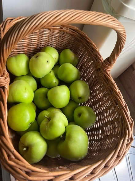 Photo of free Cooking apples (CH43) #1