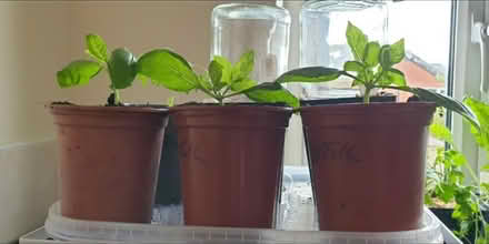 Photo of free 3 basil plants rooted from cuttings (Chorley PR6) #1