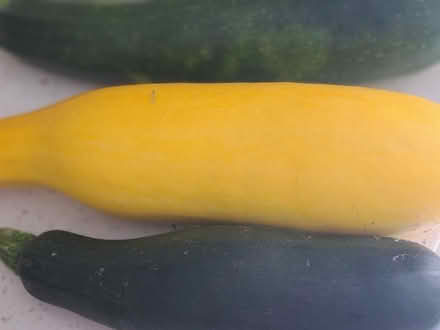 Photo of free Zucchini (Mississauga Ontario Canada) #1