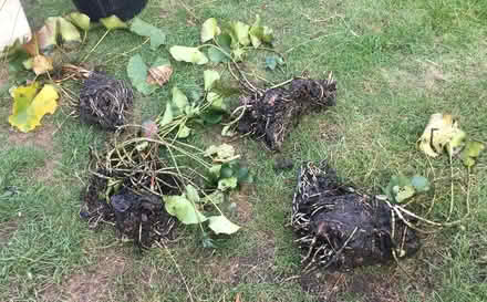 Photo of free Pond plants (Wickford, Essex SS11) #2