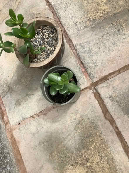 Photo of free Indoor plants (CH62) #3