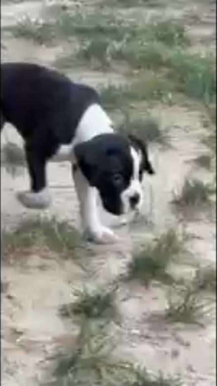 Photo of Medium Size Dog/Puppy cage (Temple Hills,MD) #1