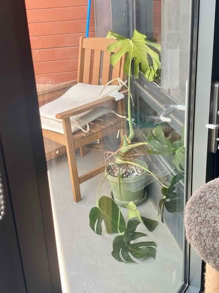 Photo of free Plant (West End) #1