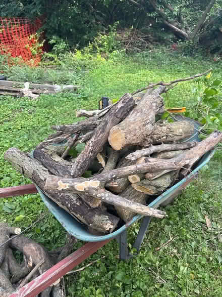Photo of free Mulberry tree fire wood (Castleton) #2