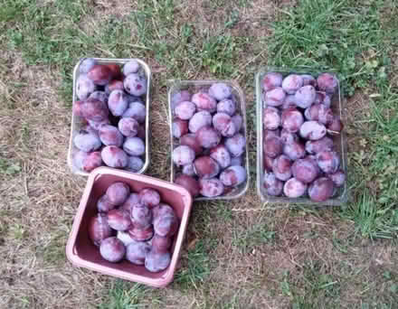 Photo of free More windfall plums (Leckhampton GL53) #1