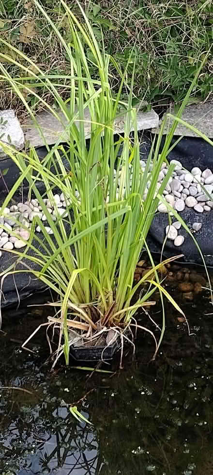 Photo of free Greater pond sedge (High Town LU2) #1
