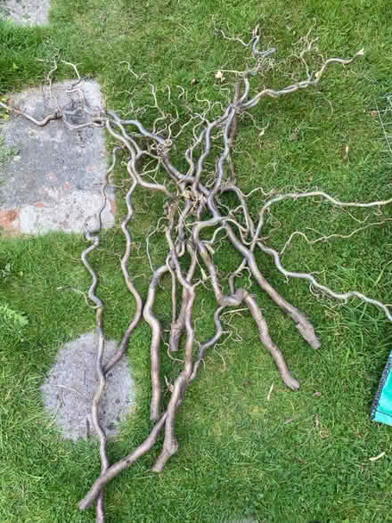 Photo of free Approx 4ft twisted hazel branches (Waterlooville PO7) #1