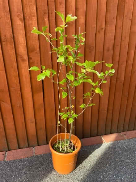 Photo of free Hibiscus plant (Waterlooville PO7) #1