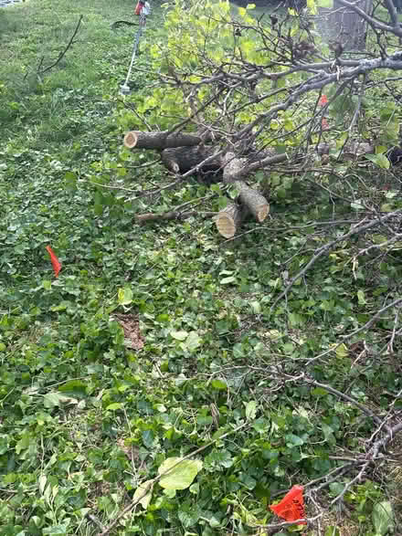 Photo of free Mulberry tree fire wood (Castleton) #4