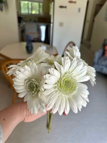 Photo of free 5 synthetic white Garbera (East Beach, Charlestown, RI) #1