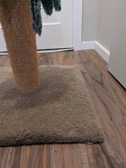 Photo of free Tropical Tabbies, Time to Tune In (Broadview) #1