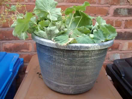 Photo of free Alchemilla Mollis & Aqualegia plants (Great Moor SK2) #1