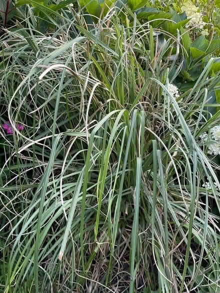 Photo of free pink pampas grass (Dousland) #2