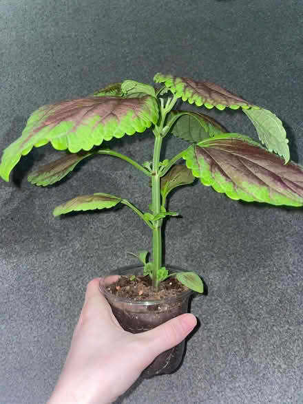 Photo of free Coleus plants indoor or outdoor (Birkenhead CH41) #3