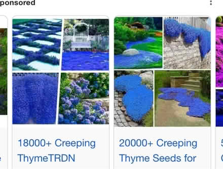 Photo of free Thyme Seeds- Hazelwood Blues (Bowie) #2