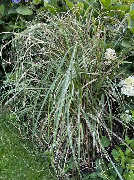 Photo of free pink pampas grass (Dousland) #3
