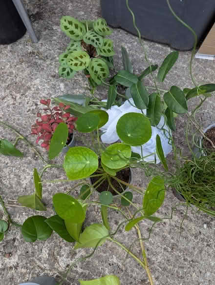 Photo of free Houseplants (BD16 cottingley) #4