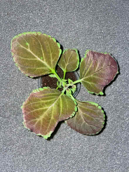 Photo of free Coleus plants indoor or outdoor (Birkenhead CH41) #2