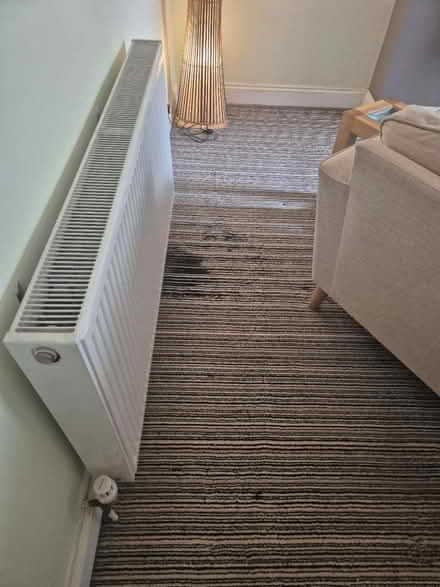 Photo of free Carpet about 19 square metres (Sharrow S11) #2