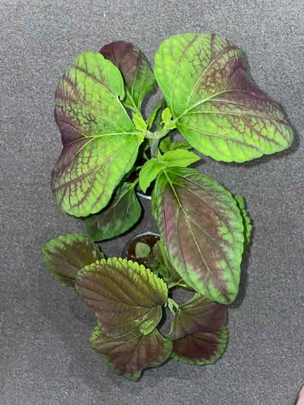 Photo of free Coleus plants indoor or outdoor (Birkenhead CH41) #1
