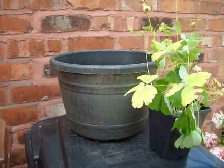 Photo of free Alchemilla Mollis & Aqualegia plants (Great Moor SK2) #2