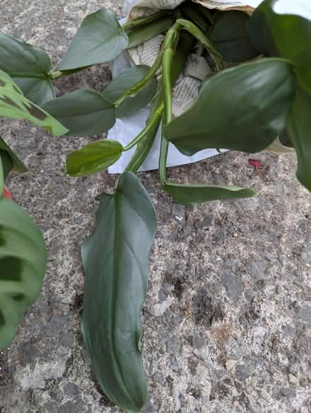 Photo of free Houseplants (BD16 cottingley) #2