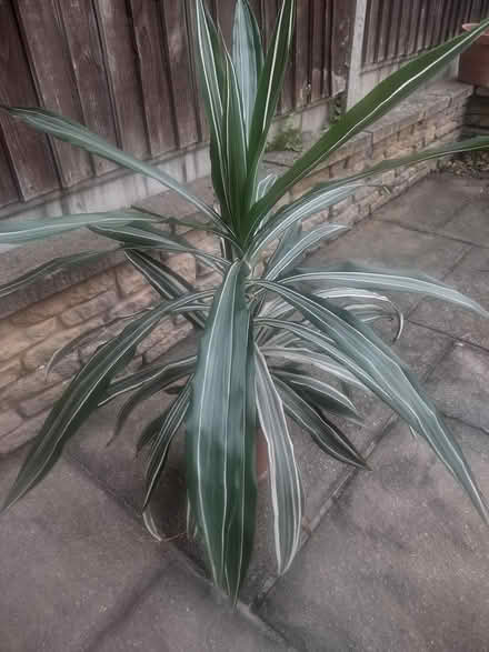 Photo of free Indoor Plant (cheltenham) #1