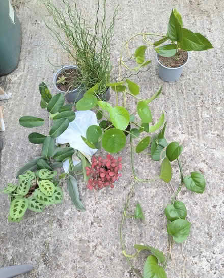 Photo of free Houseplants (BD16 cottingley) #1